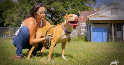 moviesjoy pit bulls and parolees|Here's Why 'Pit Bulls and Parolees' Is Ending .